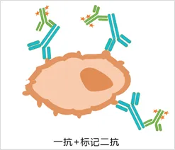 一抗+标记二抗