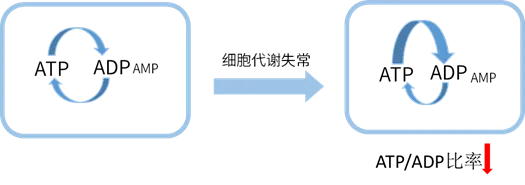 ATP/ADP比例变化示意图