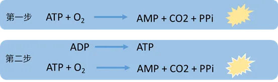 ATP/ADP比值化学发光法测试盒检测原理