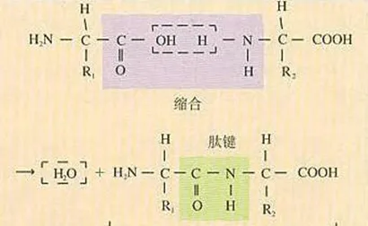 氨基酸脱水缩合示意图