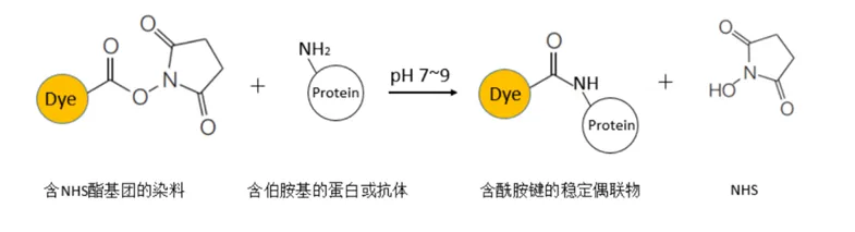 荧光染料分子与蛋白或抗体连接示意图