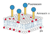 Annexin V Assay Kits