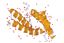 Caspase Assay Kits