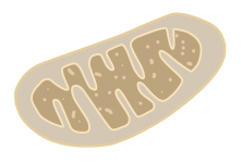 Mitochondrial Assay Kits