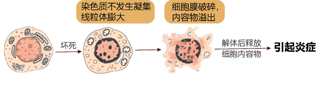 细胞死亡大盘点：细胞坏死_Elabscience伊莱瑞特【官网】