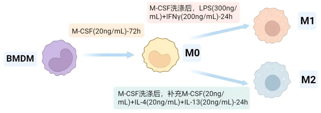 BMDM极化培养流程