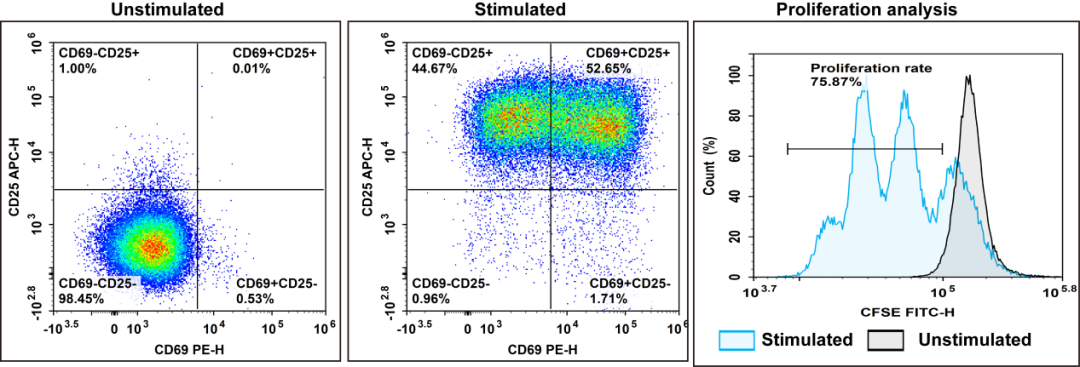 人CD3+T细胞的阴性分选和快速激活实验结果