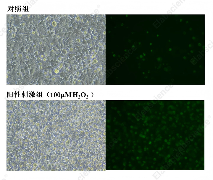 对照组及阳性刺激组检测结果