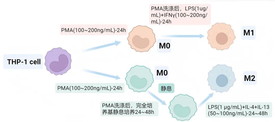 THP-1细胞极化培养流程