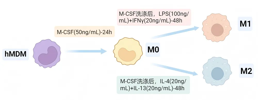 hMDM极化培养流程