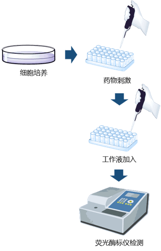 氧消耗率荧光法测试盒检测细胞氧消耗操作步骤