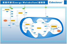 能量代谢